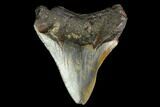 3.01" Fossil Megalodon Tooth - North Carolina - #130068-2